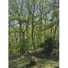 5月、新緑モード